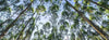 forêt d'eucaliptus vue vers le ciel qui est bleu.